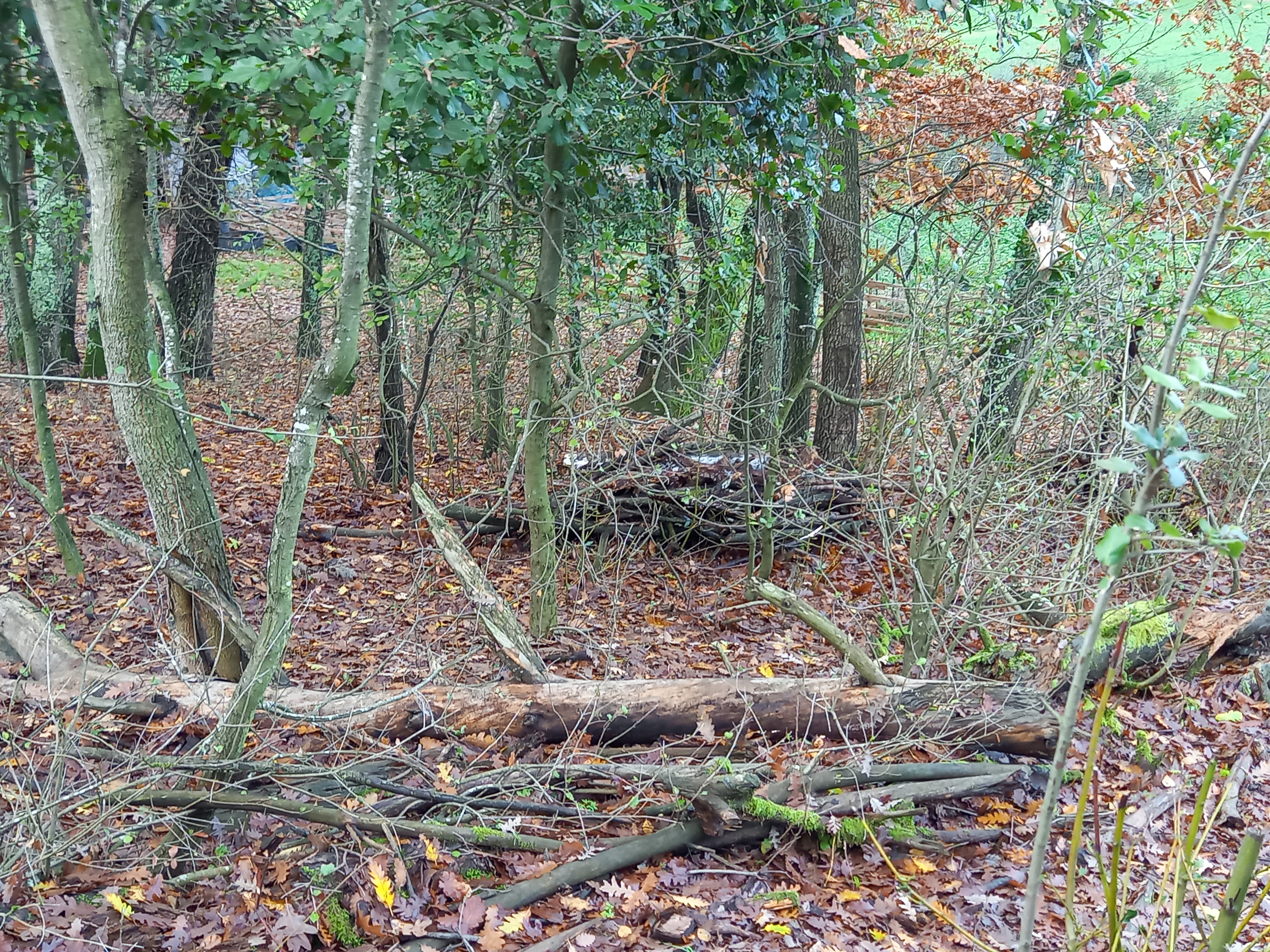 panorama bosco